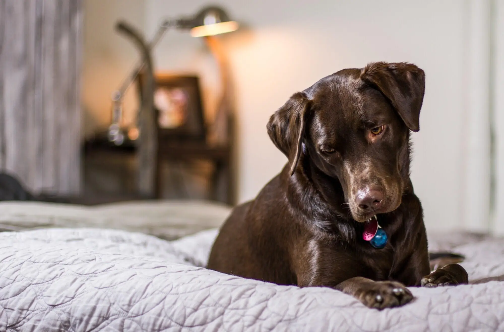 Pros and Cons of Allowing Pets in Your Rental Property